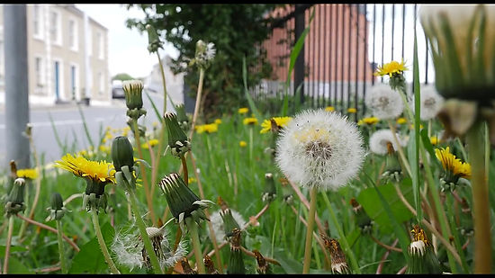 Respect the Dandelion, Save the Bee!
